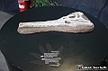 VBS_0953 - Dinosauri. Terra dei giganti